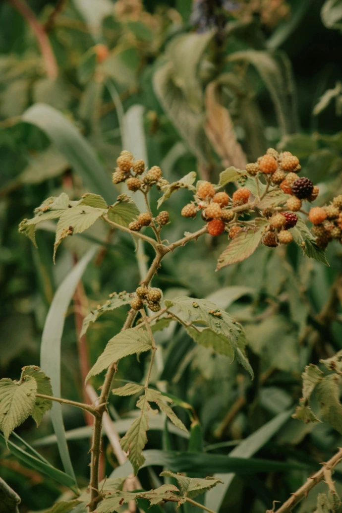 a close up of a plant with berries on it